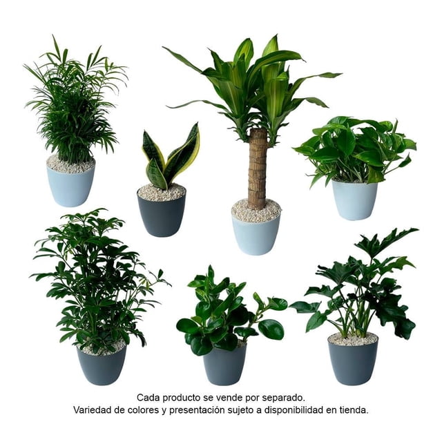 planta purificadora 50 cm varios modelos 1 pieza SEDANO, varias plantas ornamentales en macetas pequeñas con hojas verdes brillantes y un ejemplar tipo dracaena de tronco visible; macetas blancas y grises con pérolas decorativas sobre el sustrato, fondo blanco; para decorar sala, comedor o recámara, envío sujeto a disponibilidad de modelos.