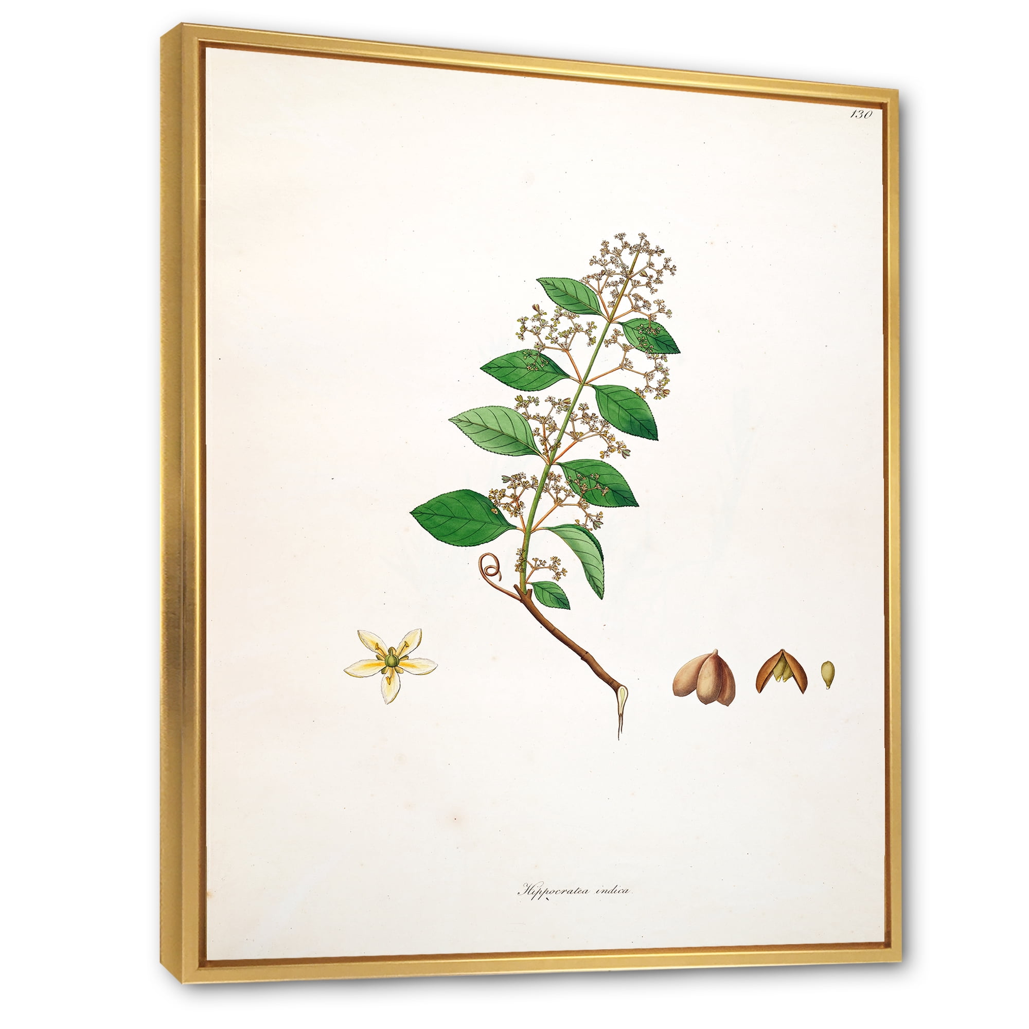 Designart 'Ancient Botanicals I' Farmhouse Framed Canvas Wall Art Print
