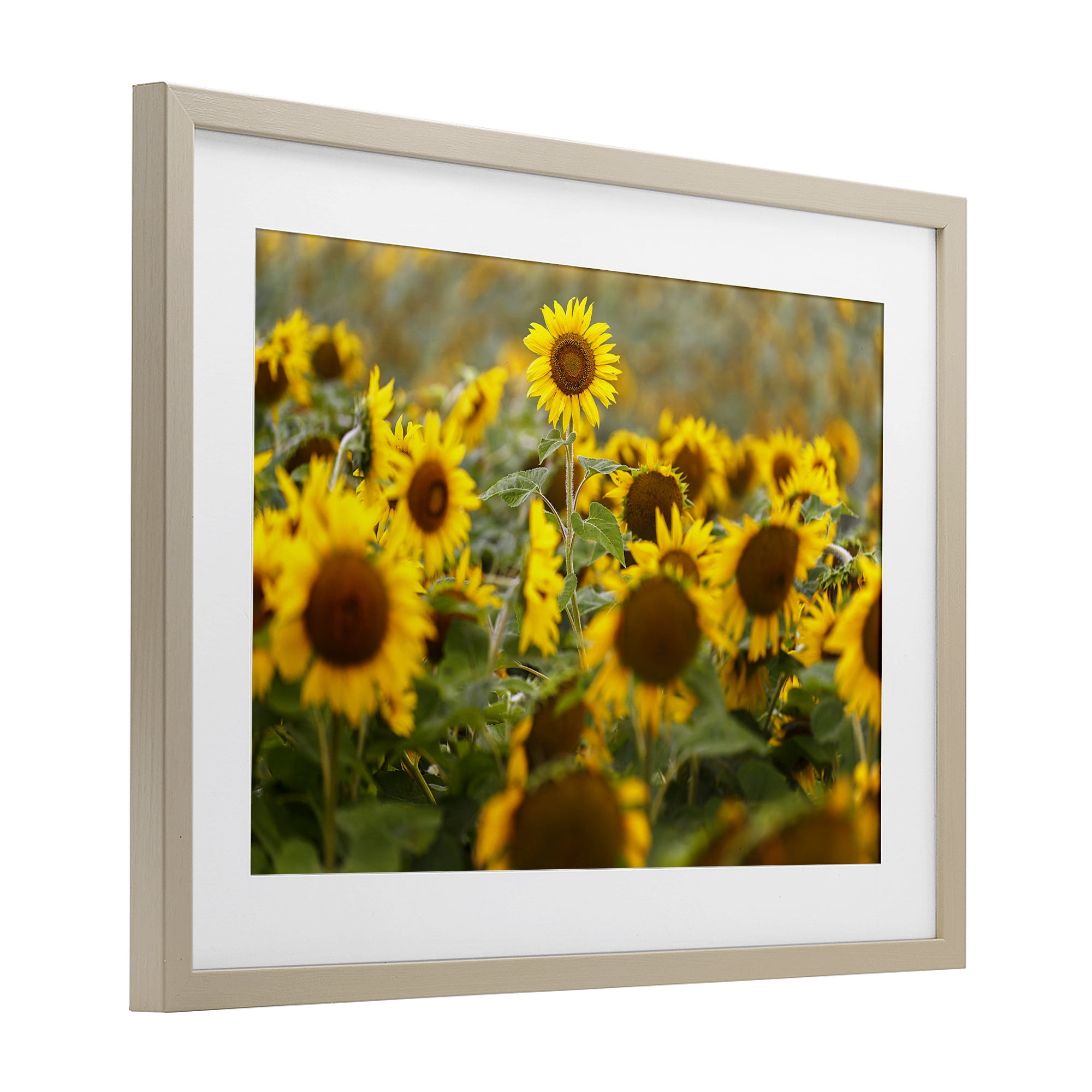 Central Sunflower in Meadow Birch Framed Print Under Glass, design by Andy Crawford