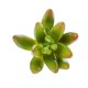 thumbnail image 5 of Adorno Hogar Artificial Flores Schlumbergera Punta Follaje para Oficina Casa de Colco Las plantas suculentas artificiales, 5 of 5