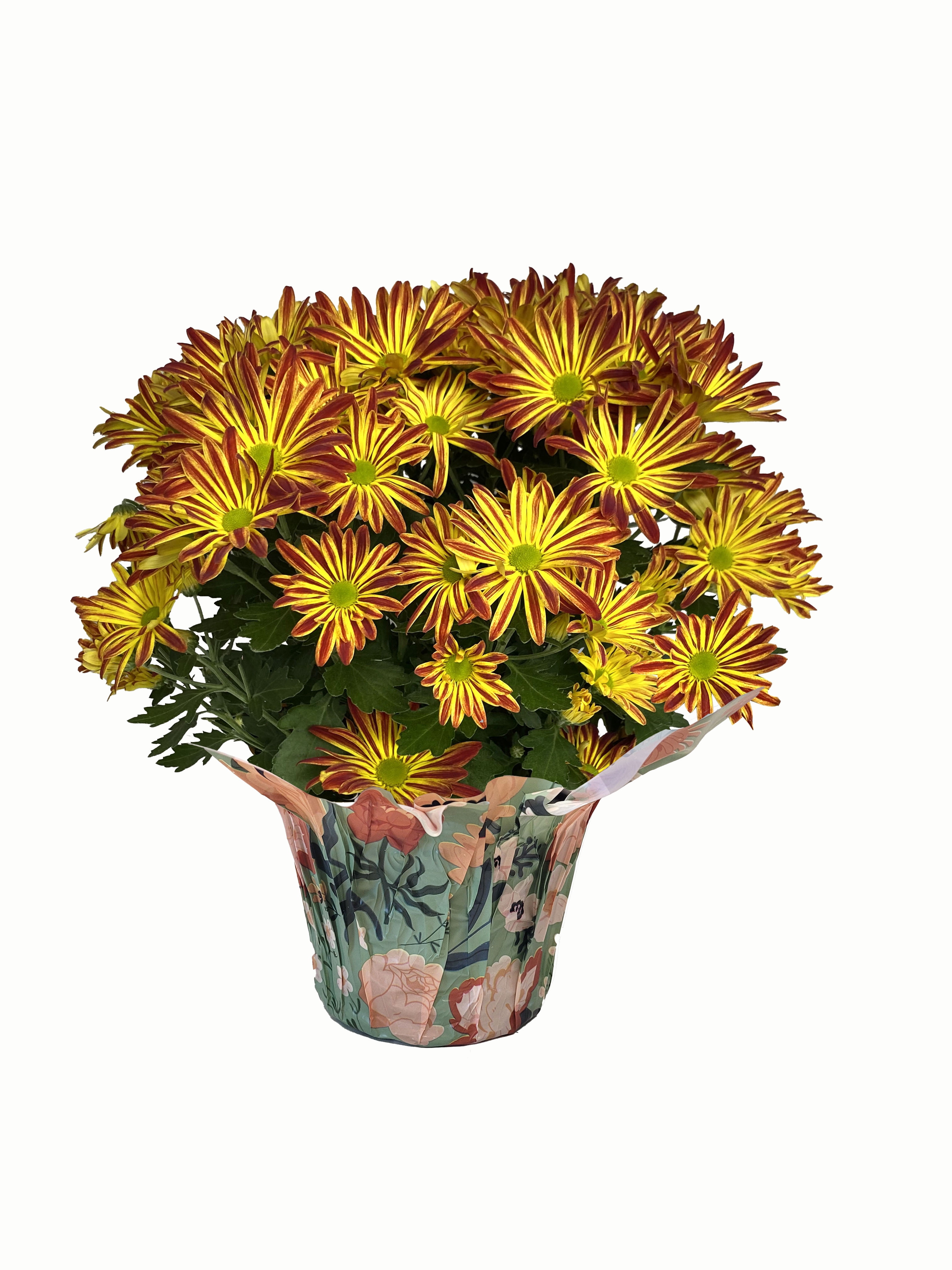 (2 pack) Gifts In Bloom 5 inch Point Pelee Mum, Live Indoor Plant, Indirect Sunlight