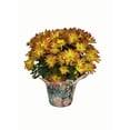 thumbnail image 3 of Gifts In Bloom 5 inch Point Pelee Mum, Live Indoor Plant, Indirect Sunlight, 3 of 5