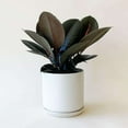 thumbnail image 4 of Ficus Elastica Burgundy Live Plant for Indoor | Different Houseplants in 4'' & 6'' Pot | Real House Plant for Living Room, Office, Desk & Bathroom | Tree Fig, 4 of 6
