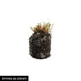 thumbnail image 3 of Sweet Giant Thornless Blackberry Bush Deciduous Dormant Bare Root Fruit Bearing Starter Plant (1-Pack), 3 of 3