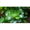 thumbnail image 2 of 10 Velvet Rose Succulent Cactus Seeds for Planting Aeonium canariense, 2 of 5
