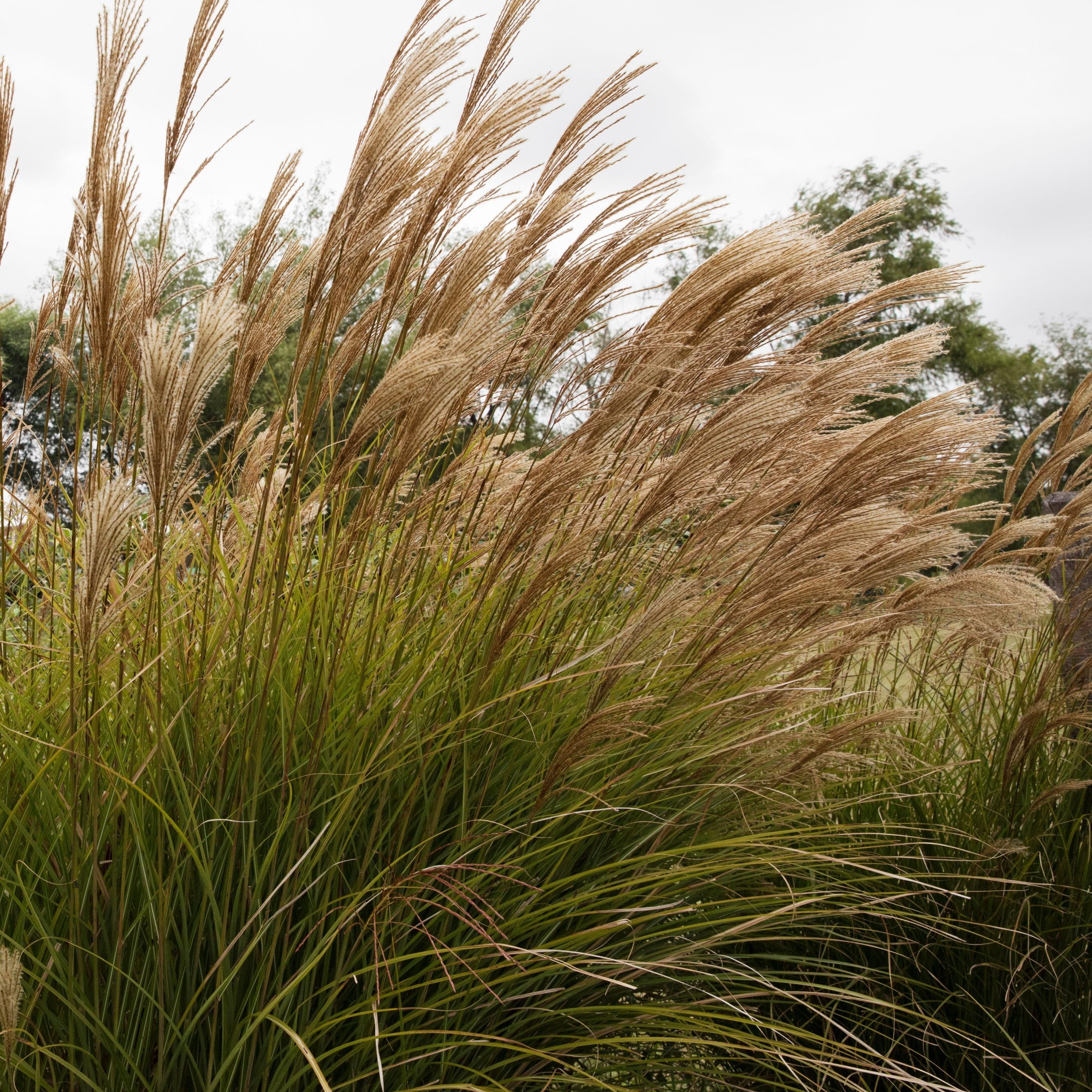 3 gal. Maiden Grass Plant