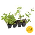 thumbnail image 4 of 4 Spreading Sunset Lantana in 3.5" Nursery Cubes | Lantana ‘Spreading Sunset’ | Orange & Yellow Flowering Shrub for Borders & Containers | Ready-to-Plant Live Starter Plants, 4 of 7