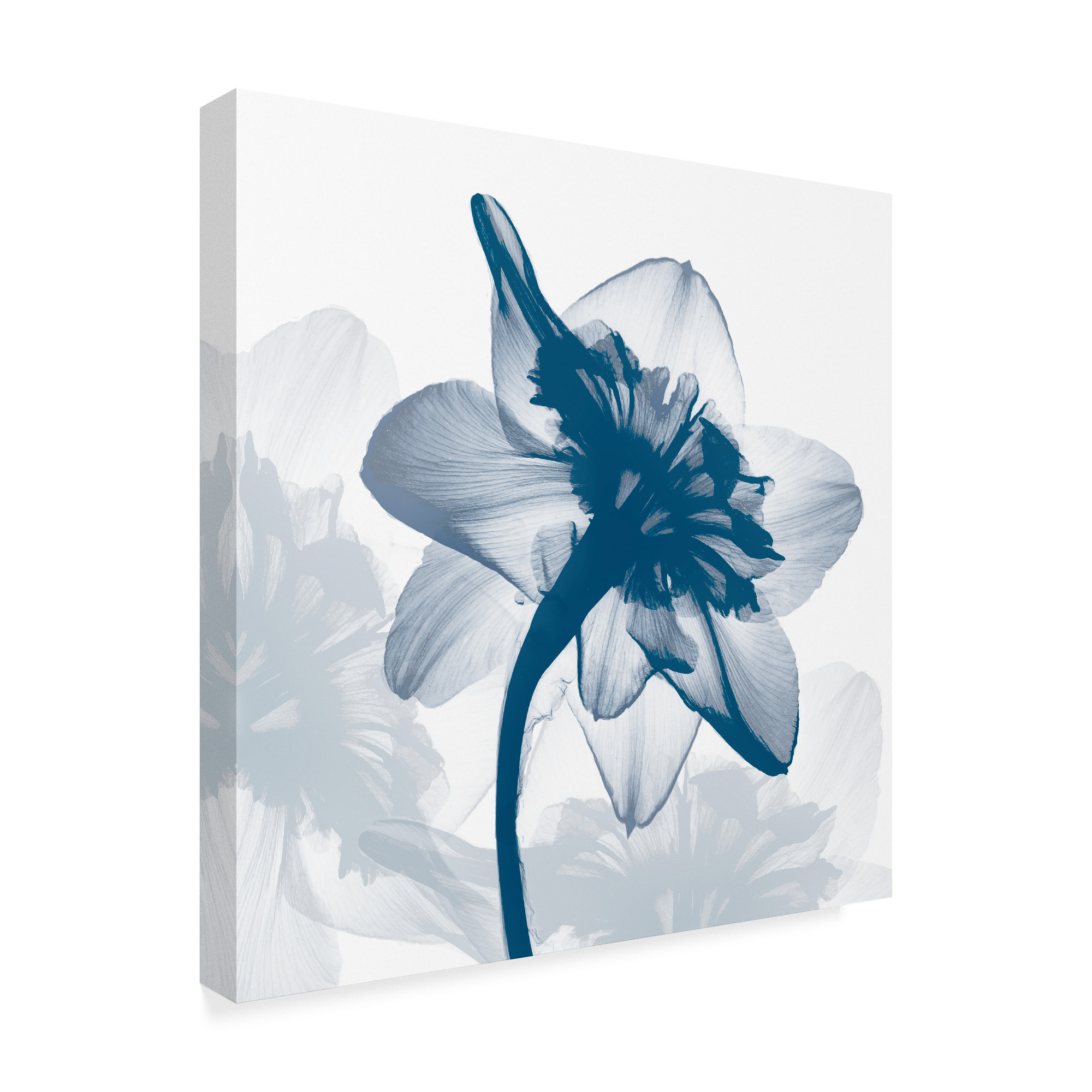 Trademark Fine Art 'Daffodil Dance' Canvas Art by Bert Myers