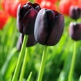 thumbnail image 3 of Easy to Grow Tulip Tuxedo Party Collection 20 Plant Bulbs, Spring Zones 3-8, 3 of 5