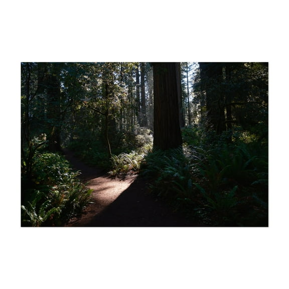 Untitled - California Photography Forest Nature Woodland Scenic Woods Mystical Landscape Unframed Wall Art Print 4 x 6 inches