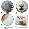 thumbnail image 3 of Designart "In Winter Beige Sheep painting" Animals Floater Framed Wall Art Print, 3 of 7