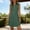 Army Green, variant on QUNYINEY Midi Womens Sun Dresses Red Casual Summer Sleeveless Shirt Dress V Neck Button Loose Fit Vacation Casual Dresses