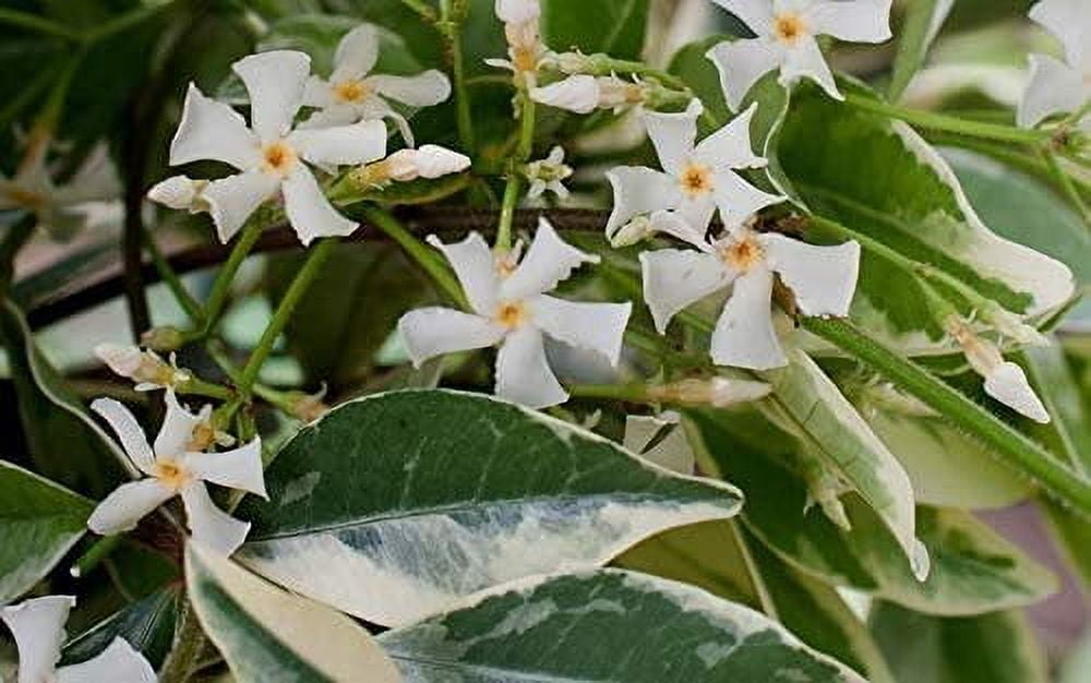 Confederate Jasmine Variegated - 3 Live Plants - Trachelospermum Jasminoides Variegatum - Fragrant Blooming Evergreen Vine