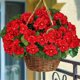thumbnail image 4 of Flores artificiales de geranios Turnmeon para decoración de otoño al aire libre, 4 of 8