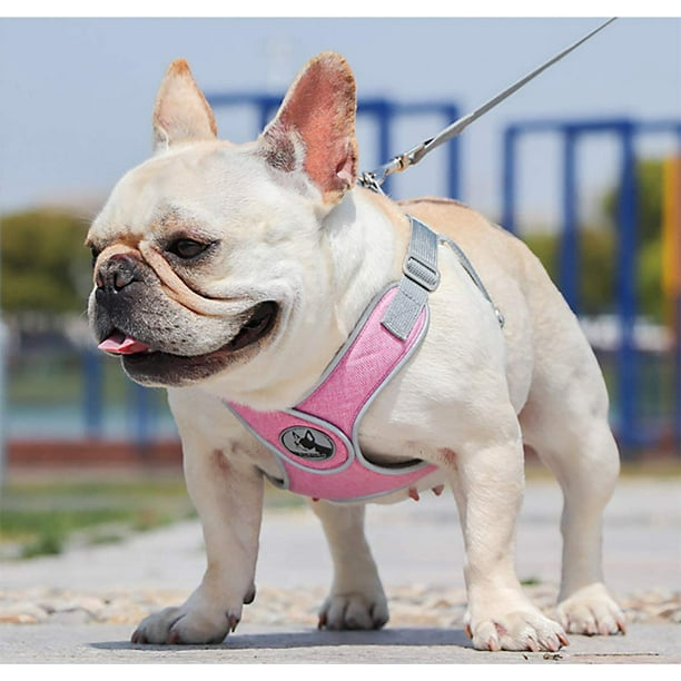 Dog harness pug life hotsell