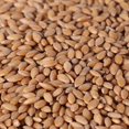 thumbnail image 4 of Organic Einkorn Wheat Berries - 3lbs, 4 of 5