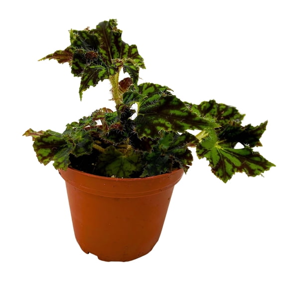 BubbleBlooms Harmony's Unique Begonia, Beognia Rex in 4 inch Pot, Painted-Leaf Begonia, Variegated, Unique Homegrown Exclusive