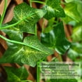 thumbnail image 3 of RUNROTOO Greenery Decor 12 Pcs Green Cloth Plastic 2 Meters Home Decoration Craft Projects, 3 of 6