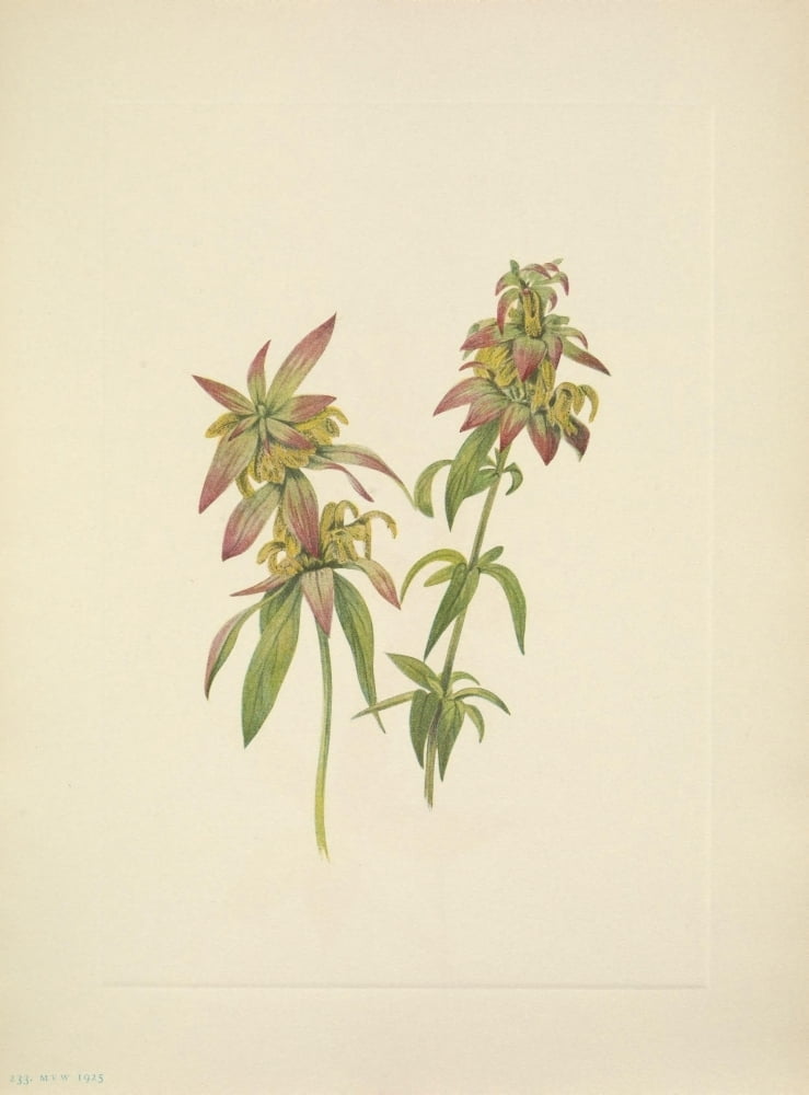 N American Wild Flowers 1925 Spotted Beebalm Poster Print By Mary V Walcott 18 X 24 Walmart Com Walmart Com N American Wild Flowers 1925 Spotted Beebalm Poster Print By Mary V Walcott 18 X 24 Walmart Com Walmart Com