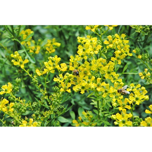 vigna caracalla plant Vigna Caracalla (Snail Vine) – Cape Garden Online