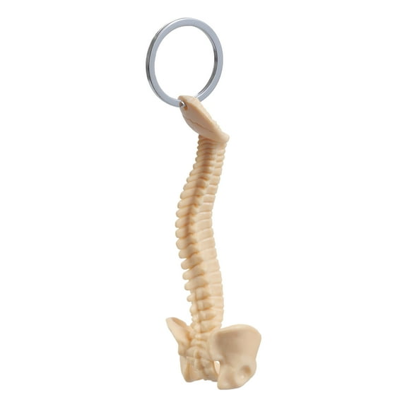 AOOOWER Realistic Human Spine Keychain for Anatomy Enthusiasts Classroom Teaching Tool