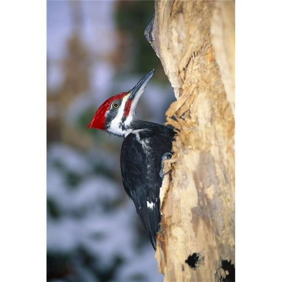Pileated Woodpecker Poster Print