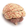 thumbnail image 3 of 1: 1 modelo de enseñanza de órgano de disección profesional de cerebro anatómico humano de tamaño real, 3 of 4