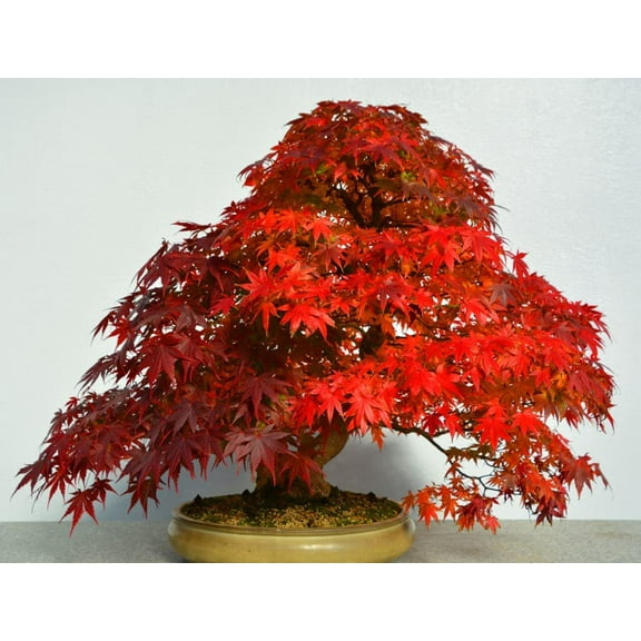 40 Red Maple Bonsai Tree Seeds - Made in USA, Ships from Iowa