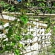 thumbnail image 5 of Redes de jardín, malla elástica para carpas, enrejados para trepar, soporte para plantas y flores, malla de polipropileno emulsionado., 5 of 6