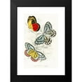 thumbnail image 2 of James Duncan 16x24 Black Modern Framed Museum Art Print Titled - Pieris Epicharis, Pieris Philyra (1858), 2 of 5