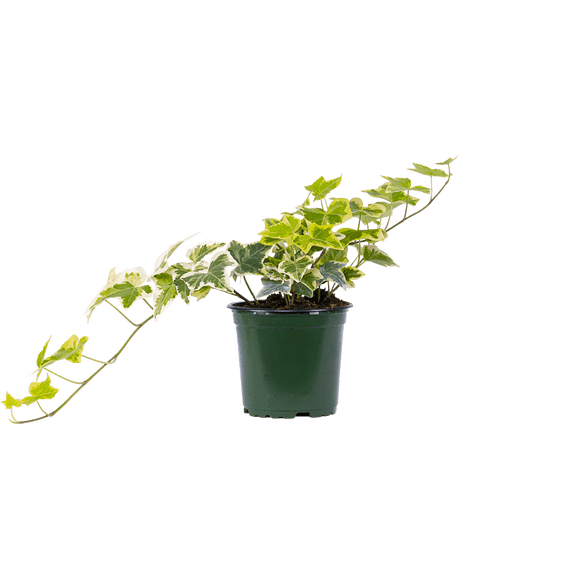 Hedera Helix (S) | Variegated Ivy (Assorted) Live Plants in 4" growers pot