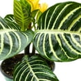 thumbnail image 4 of Zebra Plant, Aphelandra squarrosa, Zebraplant in a 4 inch Pot, 4 of 7