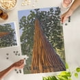 thumbnail image 4 of Lantern Press 1000 Piece Jigsaw Puzzle, Muir Woods National Monument, California, Looking Up Tree, 4 of 5