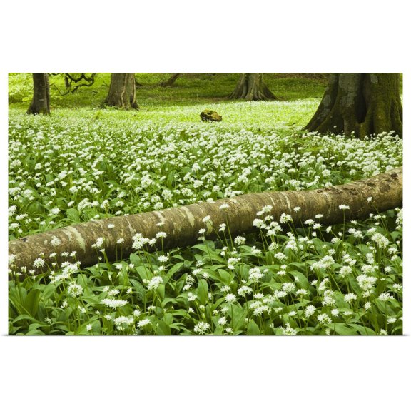 Great BIG Canvas | "White Wildflowers Growing Amongst The Trees; Killarney, County Kerry, Ireland" Art Print - 48x32