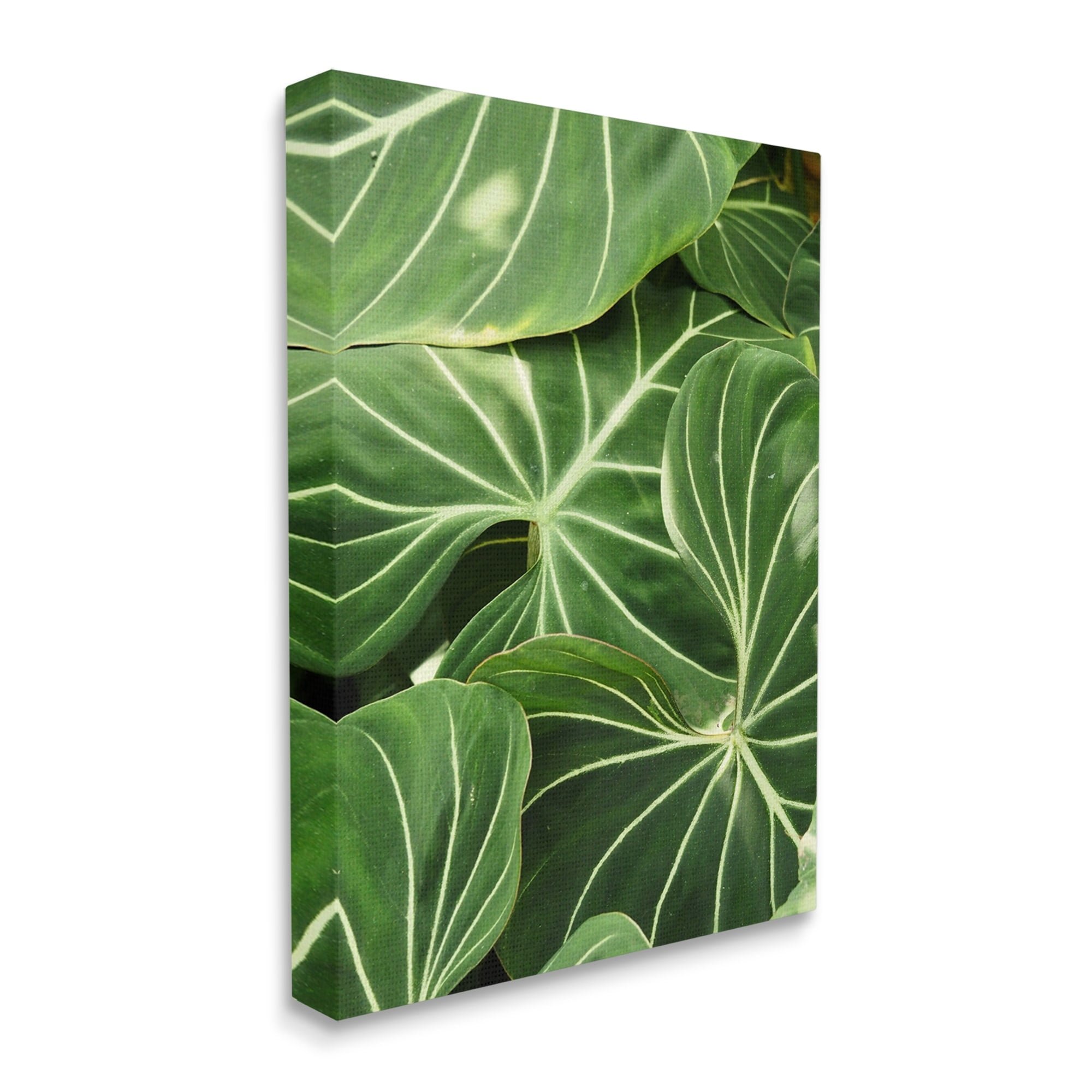 Stupell Industries Lush Green Leaves Vegetation Tropical Plant Photography Photograph Gallery Wrapped Canvas Print Wall Art, Design by Gail Peck
