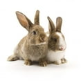 thumbnail image 2 of Two Adorable Rabbits Wall Decal by Wallmonkeys Peel and Stick Graphic (48 in H x 48 in W) WM287387, 2 of 4