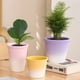 thumbnail image 5 of Macetas elegantes y minimalistas, ideales for plantar pequeñas plantas con flores., 5 of 6