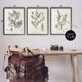 thumbnail image 4 of Stupell Industries Woodland Plant Studies Botanical & Floral Painting Black Framed Art Print Wall Art, 24 x 30, Set of 3, 4 of 10