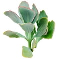 thumbnail image 2 of Kalanchoe Lavender Scallops (4"+ Clay Pot) - Bryophyllum fedtschenkoi - Tiny, Lovely, Easy to Care Succulent for Beginners - Live Healthy Succulent for Home Office, 2 of 7