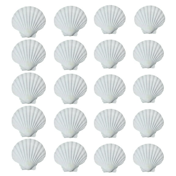 20Pcs Large White Scalloped Shells for Crafts Ocean Themed Party Decorations