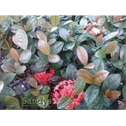 Ixora Coccinea Maui Red Starter Plant, Lot of 10