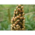 thumbnail image 2 of 50 TOP 76-6 SORGHUM Bicolor Syrup Flour Grain Vegetable Seeds, 2 of 3