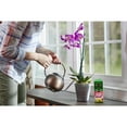 thumbnail image 4 of Miracle-Gro Water Soluble Orchid Food, 8 oz., For All Acid-Loving Plants, 4 of 12