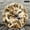 12x12in, variant on Patifu Two Lion Cubs Playing Wooden Wall Clock Silent Sweep Movement Modern Minimalist Decor 10x10in