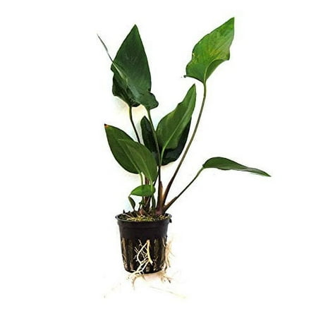 Potted Anubia Hastifolia Aquarium Plant