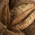 thumbnail image 4 of Vickerman 12-16" Natural Star Pod, Extra Large, 4 of 4