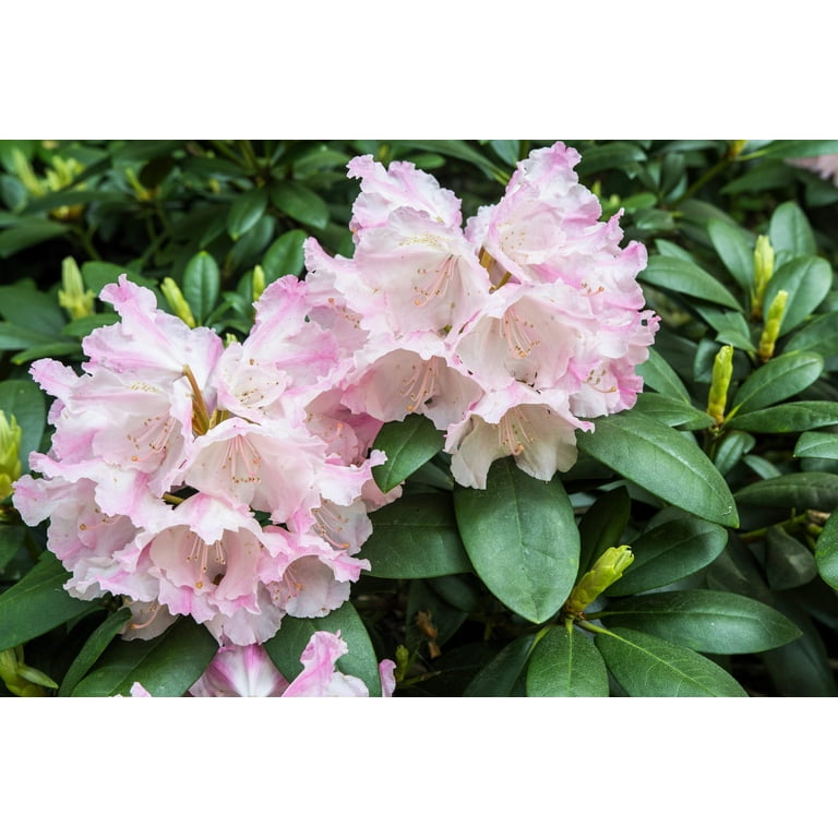 50 Rosebay RHODODENDRON Maximum White Pink Laurel Bush Shrub Flower Seeds
