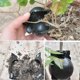 thumbnail image 4 of 10Pcs Reusable Plant Rooting Equipment Kit Cutting Grafting Rooting Box Branch Rooting Propagator Br, 4 of 5