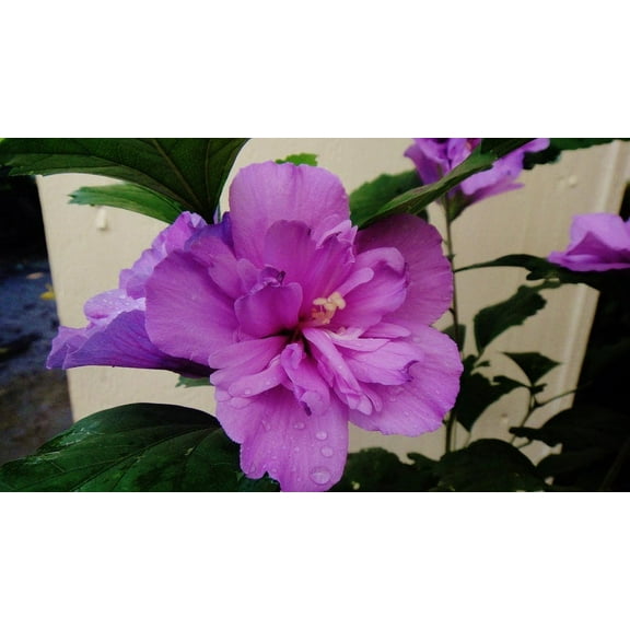 3 Rose Of Sharon (Althea) in 2.5 inch pot