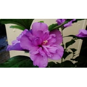 3 Rose Of Sharon (Althea) in 2.5 inch pot